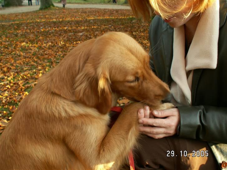Golden retriever Gaya billede 2