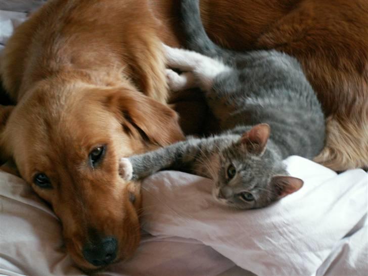 Golden retriever Gaya billede 3