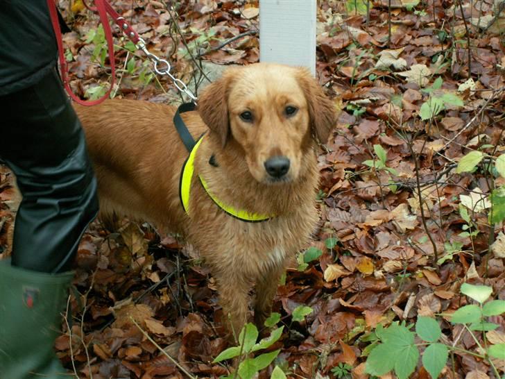 Golden retriever Gaya billede 4