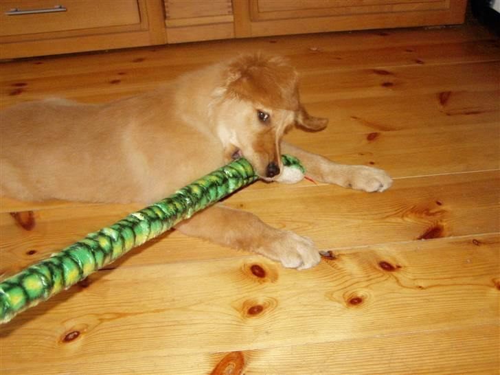 Golden retriever Gaya billede 5