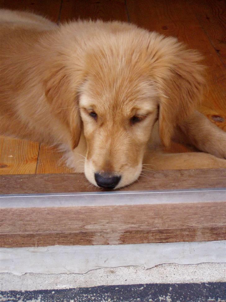 Golden retriever Gaya billede 6