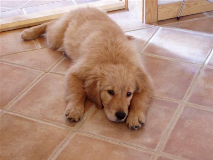 Golden retriever Gaya billede 7