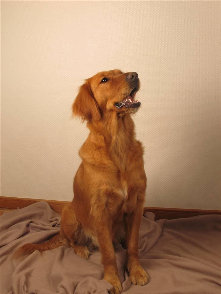 Golden retriever Gaya billede 8