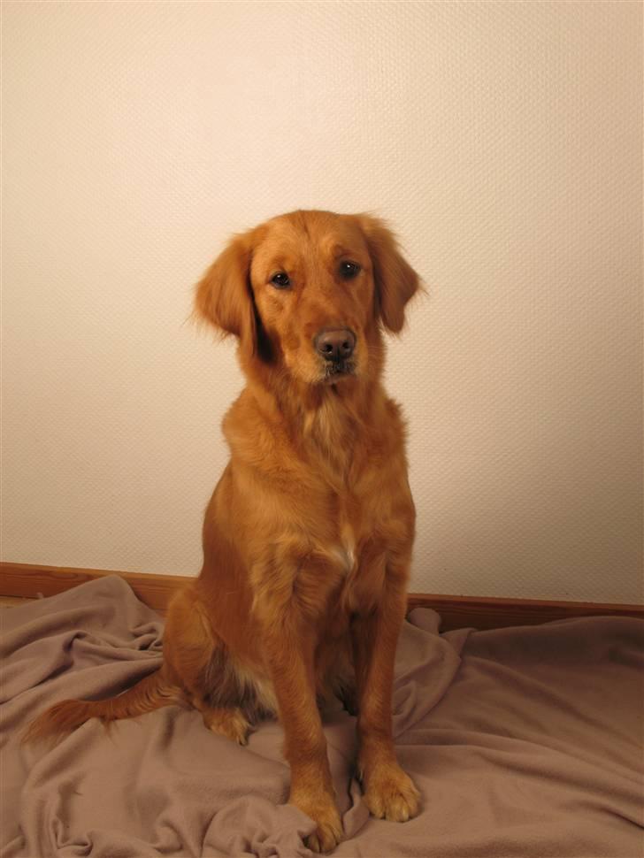 Golden retriever Gaya billede 9