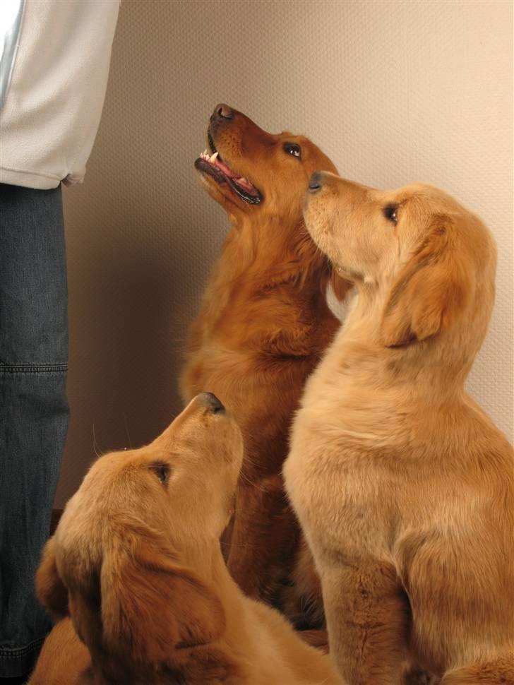 Golden retriever Gaya billede 10