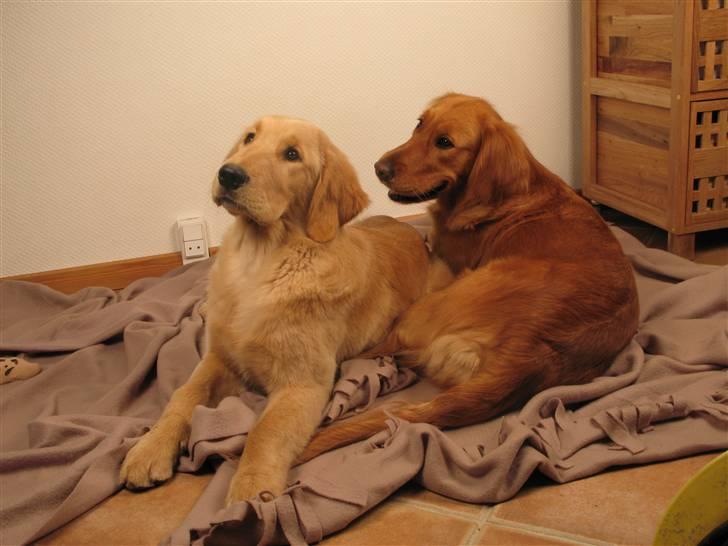 Golden retriever Gaya billede 11