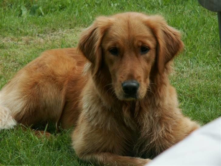 Golden retriever Gaya billede 12