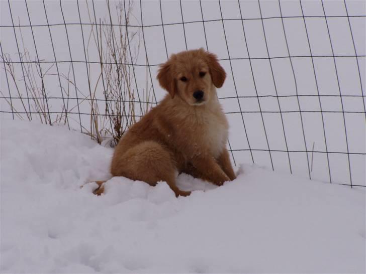 Golden retriever Gaya billede 13