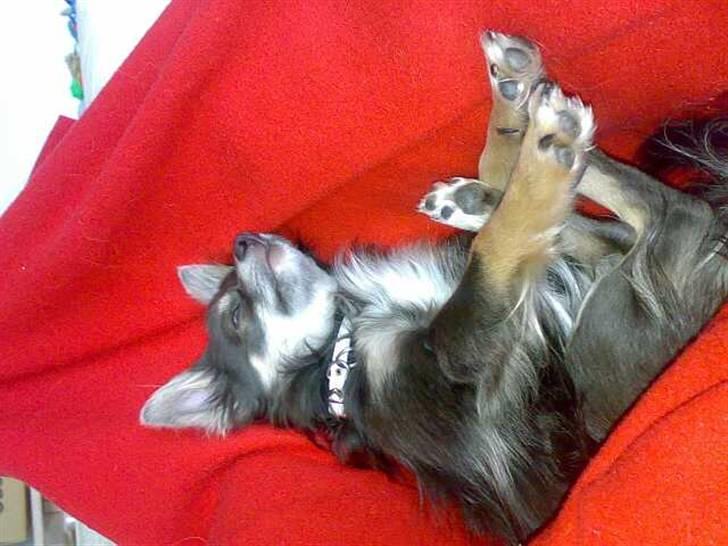 Chihuahua Casper billede 11