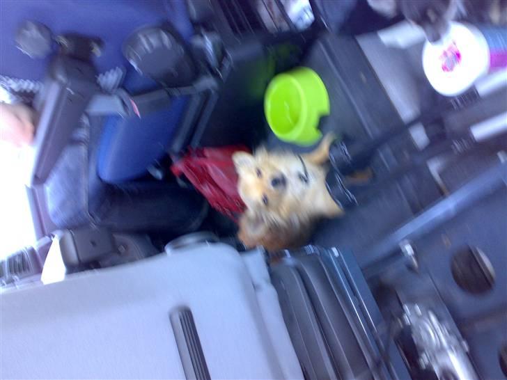 Chihuahua Nikki billede 7