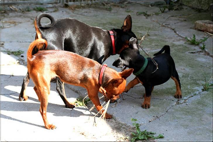 Dvaergpinscher Bevi Darkie - Få vi ikke andet en græs at leve af :-) billede 2