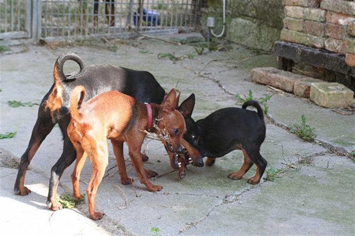 Dvaergpinscher Bevi Darkie - Hey Unima-Bevi, det var mit græs. billede 3