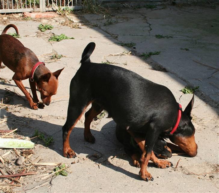 Dvaergpinscher Bevi Darkie - Sikken en kost der er her, det må undersøges. billede 4