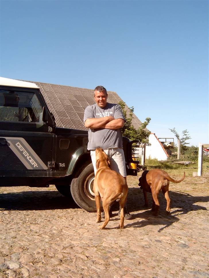 Rhodesian ridgeback shani billede 2