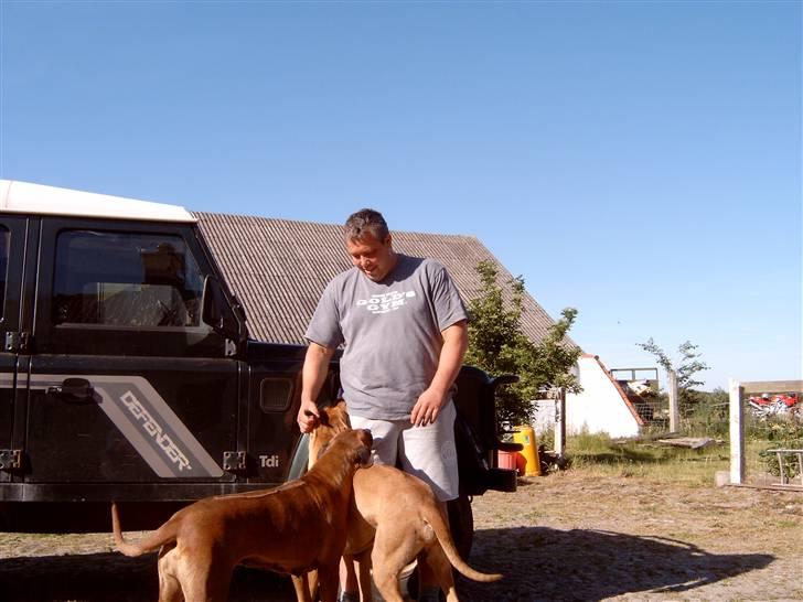 Rhodesian ridgeback shani billede 3