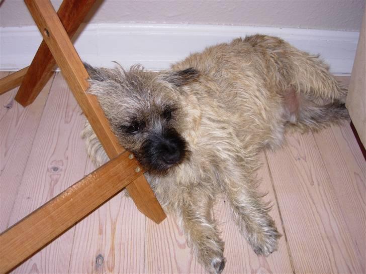 Cairn terrier Balder - Årh det er dejligt når man ikke skal holde hovedet selv ; ) billede 17