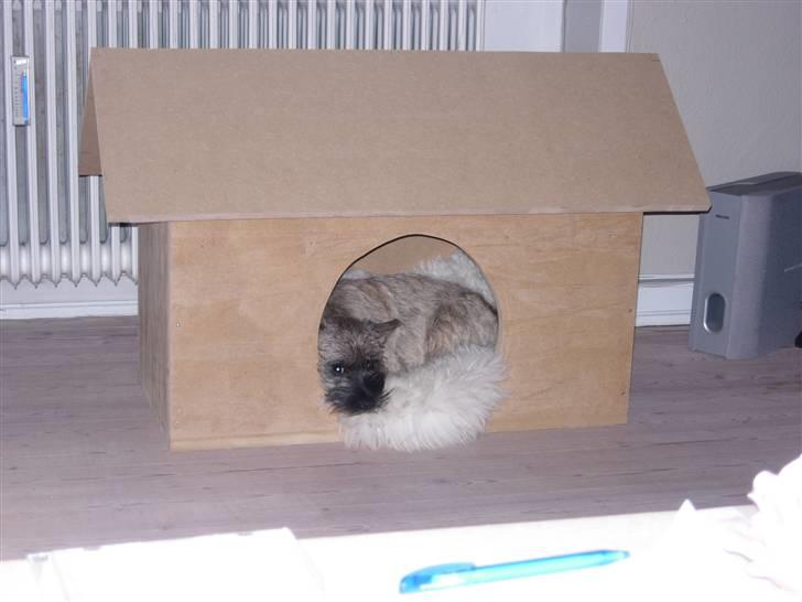 Cairn terrier Balder - Wee se jeg har fået mit eget hus!!! : ) billede 18