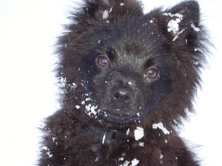 Mittelspitz Spitzhusets Fleetwood Mac - Mickey, den lille charmetrold! billede 1