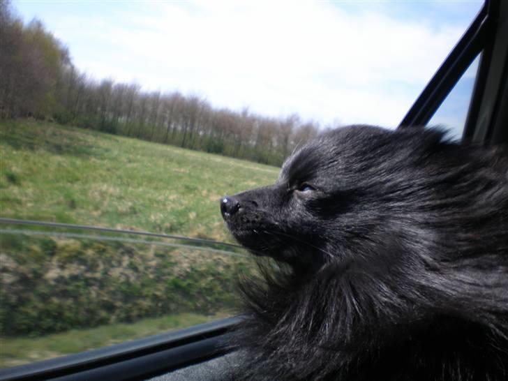 Mittelspitz Spitzhusets Fleetwood Mac - Mickey der er ude og køre bil:D billede 2