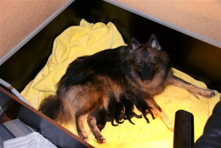 Mittelspitz Spitzhusets Fleetwood Mac - Mickey er et eller andet sted i kurven:D billede 3