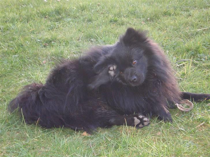 Mittelspitz Spitzhusets Fleetwood Mac - Det klør! billede 4