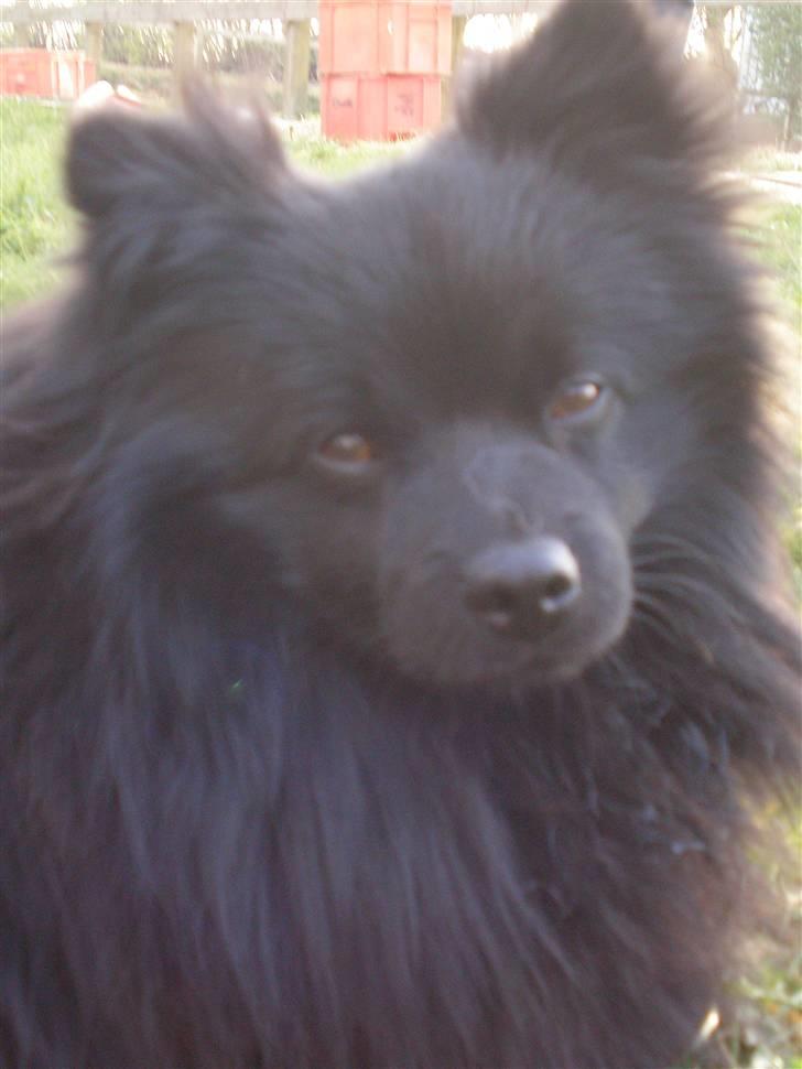 Mittelspitz Spitzhusets Fleetwood Mac - Heeej:D billede 5