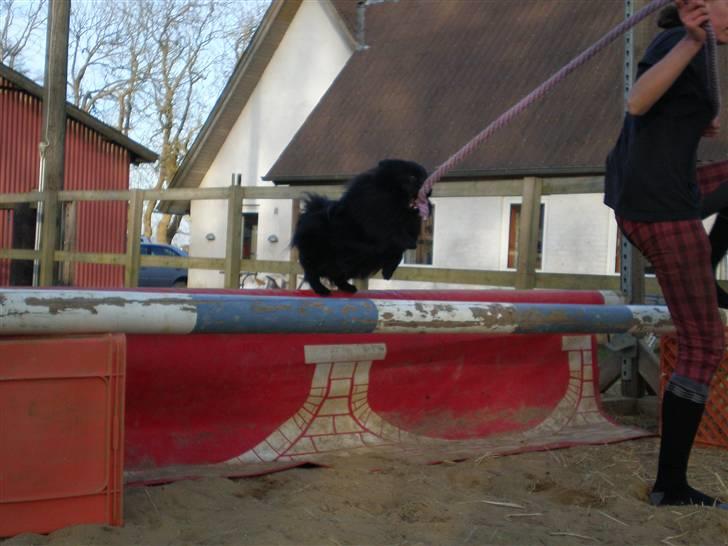 Mittelspitz Spitzhusets Fleetwood Mac - Mickey over et spring:D billede 6