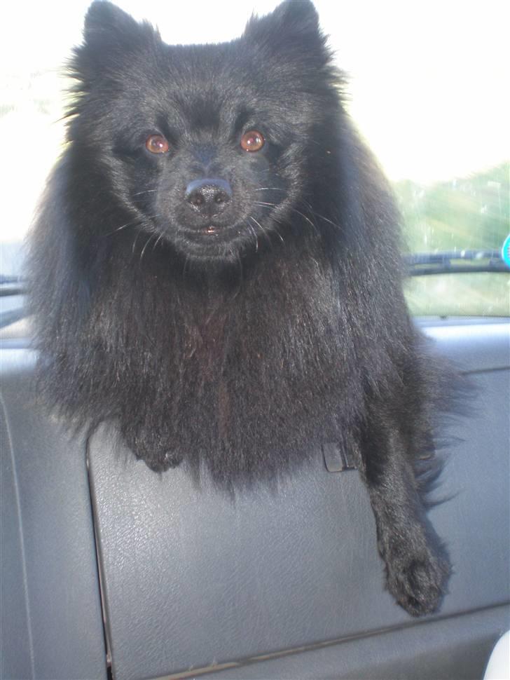 Mittelspitz Spitzhusets Fleetwood Mac - Mickey elsker at køre bil:D billede 7