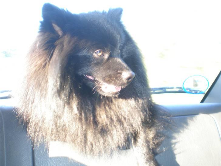 Mittelspitz Spitzhusets Fleetwood Mac - Mickeys frække look:P billede 8