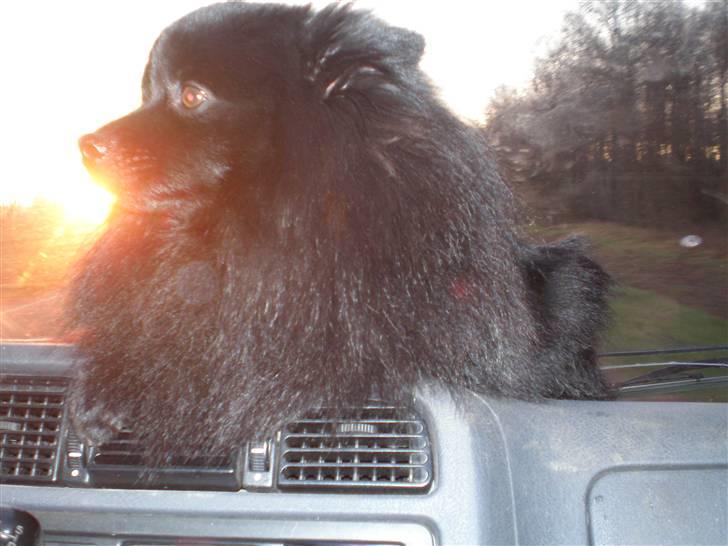 Mittelspitz Spitzhusets Fleetwood Mac - Mickey og solen:D billede 9