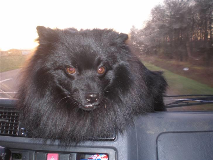 Mittelspitz Spitzhusets Fleetwood Mac - Hæhæ:P billede 10