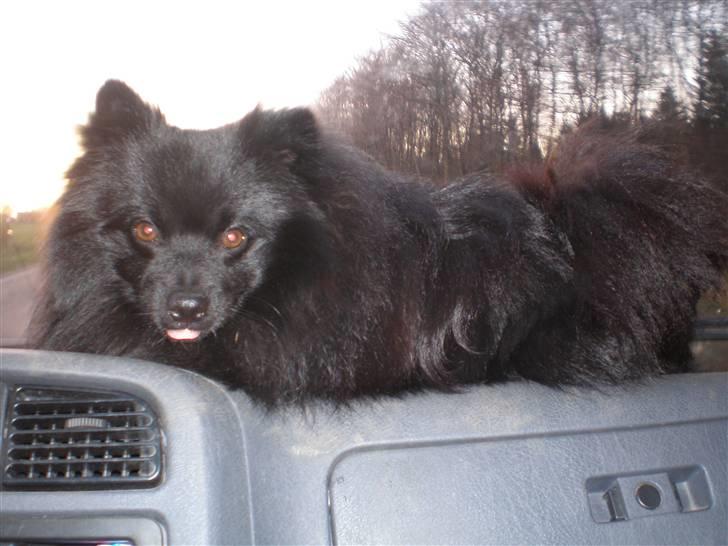 Mittelspitz Spitzhusets Fleetwood Mac - Igen igen igen:P billede 11