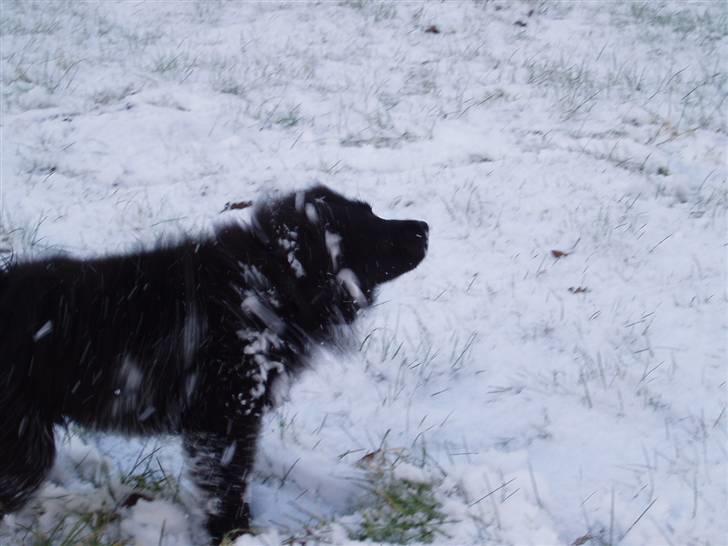 Mittelspitz Spitzhusets Fleetwood Mac - Årh det koldt:( billede 12