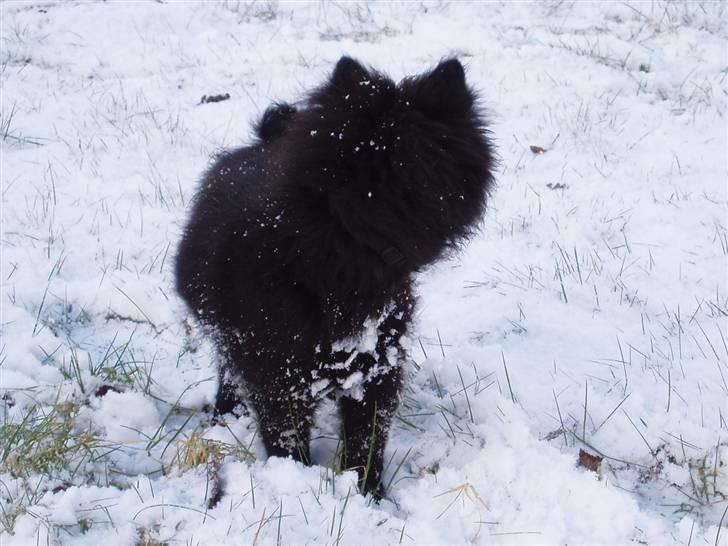 Mittelspitz Spitzhusets Fleetwood Mac - Sne sne sne billede 13