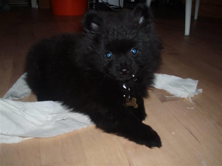 Mittelspitz Spitzhusets Fleetwood Mac - :P Papir billede 14