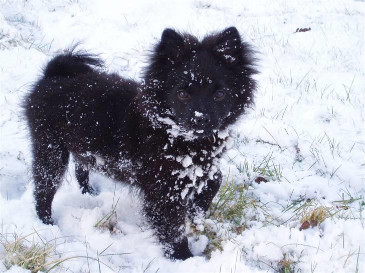 Mittelspitz Spitzhusets Fleetwood Mac - Heej venner:D billede 15