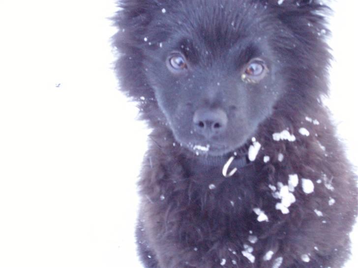 Mittelspitz Spitzhusets Fleetwood Mac - Heej billede 16