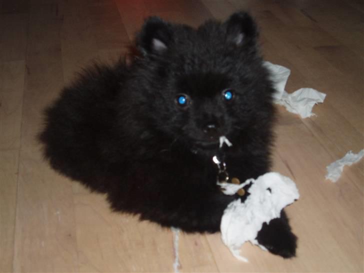 Mittelspitz Spitzhusets Fleetwood Mac - Toilet papir er godt, sir mic billede 17