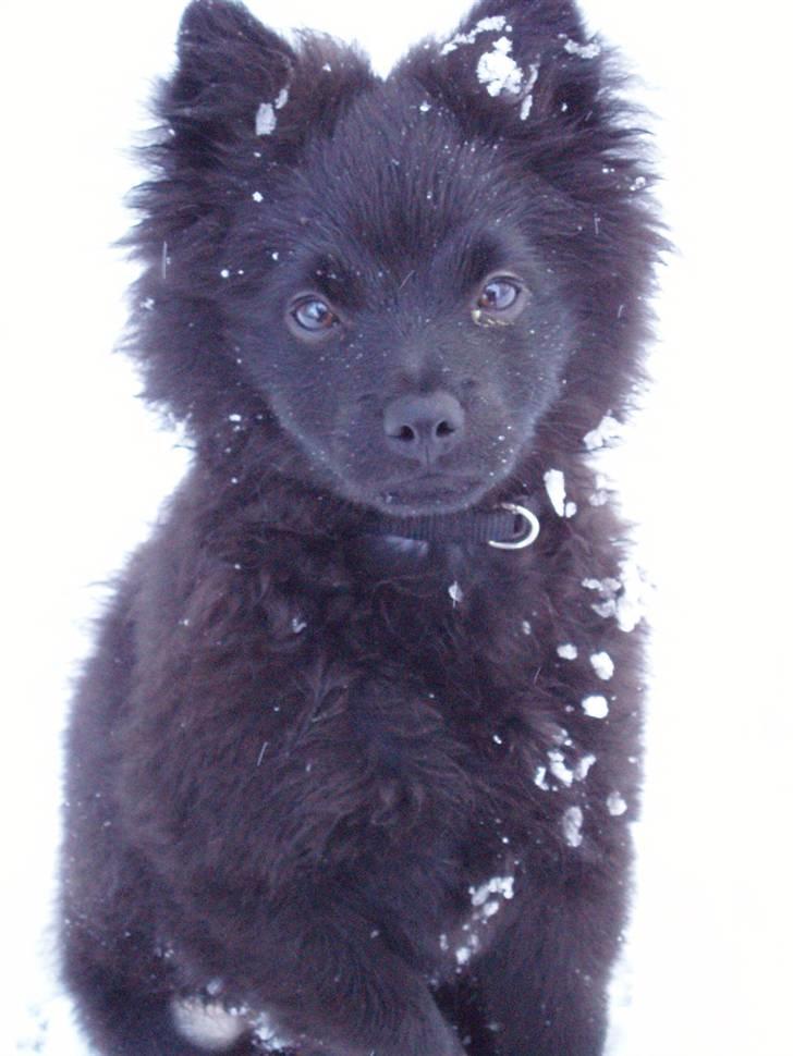 Mittelspitz Spitzhusets Fleetwood Mac - Mic-Mac billede 18