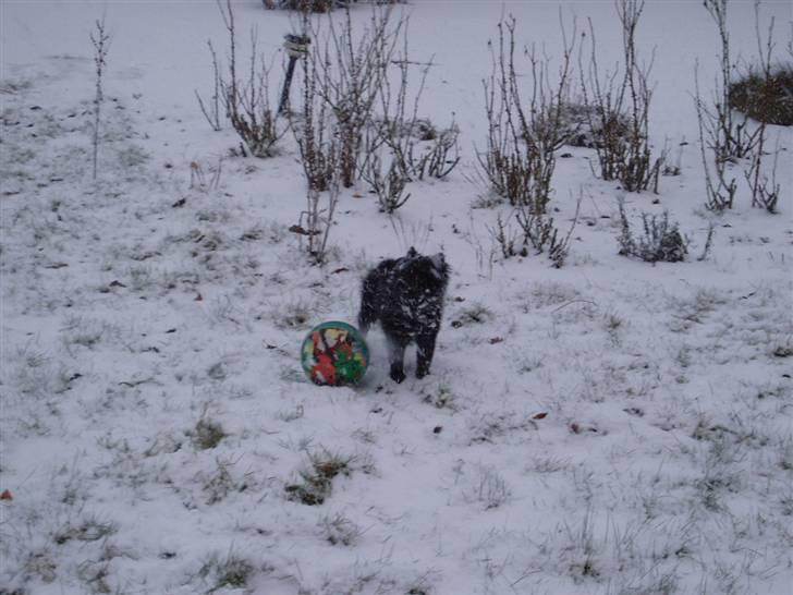 Mittelspitz Spitzhusets Fleetwood Mac billede 19