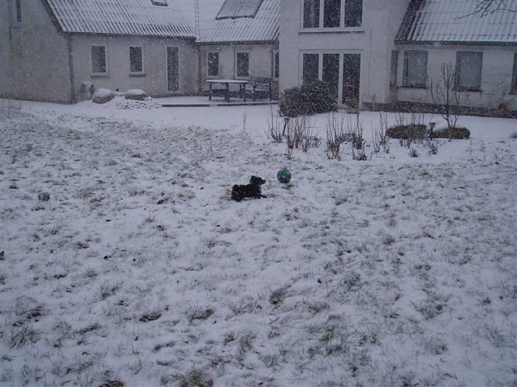 Mittelspitz Spitzhusets Fleetwood Mac billede 20