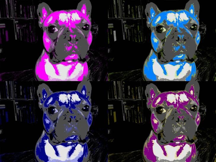 Fransk bulldog Ludwig - Det er bare livet at slappe af i sofa´en...;O) billede 18