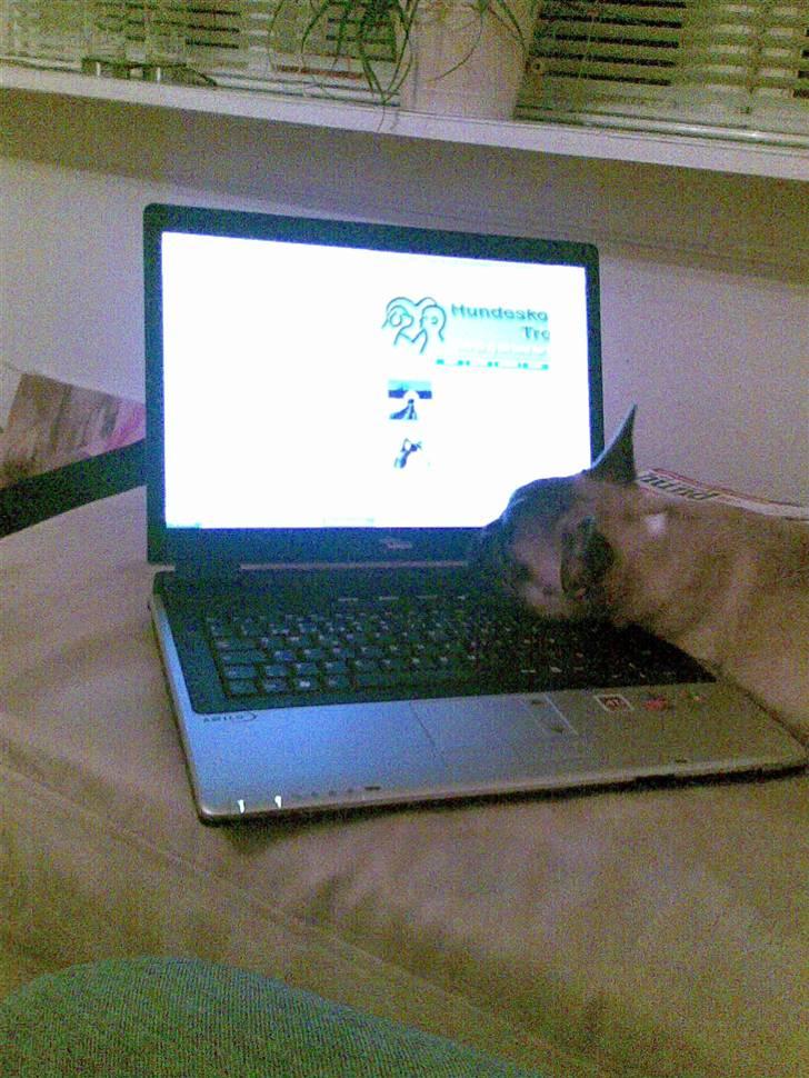 Fransk bulldog Ludwig - Jeg kan da godt hjælpe dig lidt med det der pc´ noget billede 19