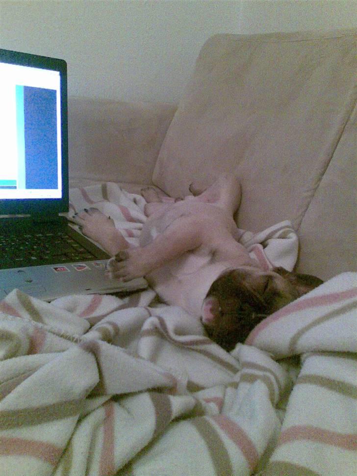 Fransk bulldog Ludwig - Puha...det er hårdt arbejde det der pc´ noget...;O) billede 20