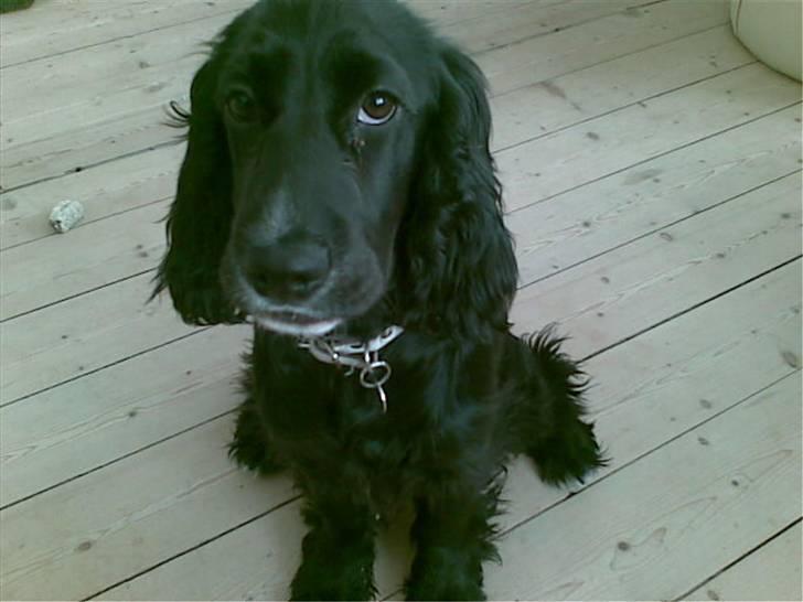 Cocker spaniel zussi - Hej med jer søde mennesker... billede 1