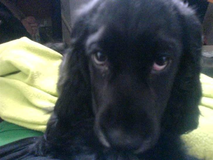 Cocker spaniel zussi - Zussi fire måneder gammel - sikke en frækkert billede 2