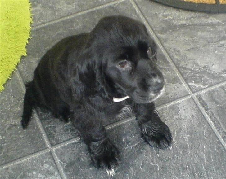 Cocker spaniel zussi - Lille nye zussi - første dag i det nye hjem billede 3