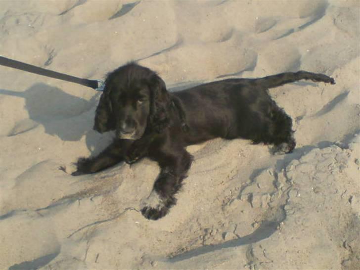Cocker spaniel zussi - Zussi elsker bare sand og vand... billede 4