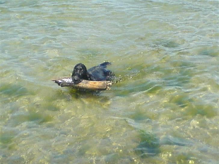 Cocker spaniel zussi - Verdens bedste legeplads - vand billede 5