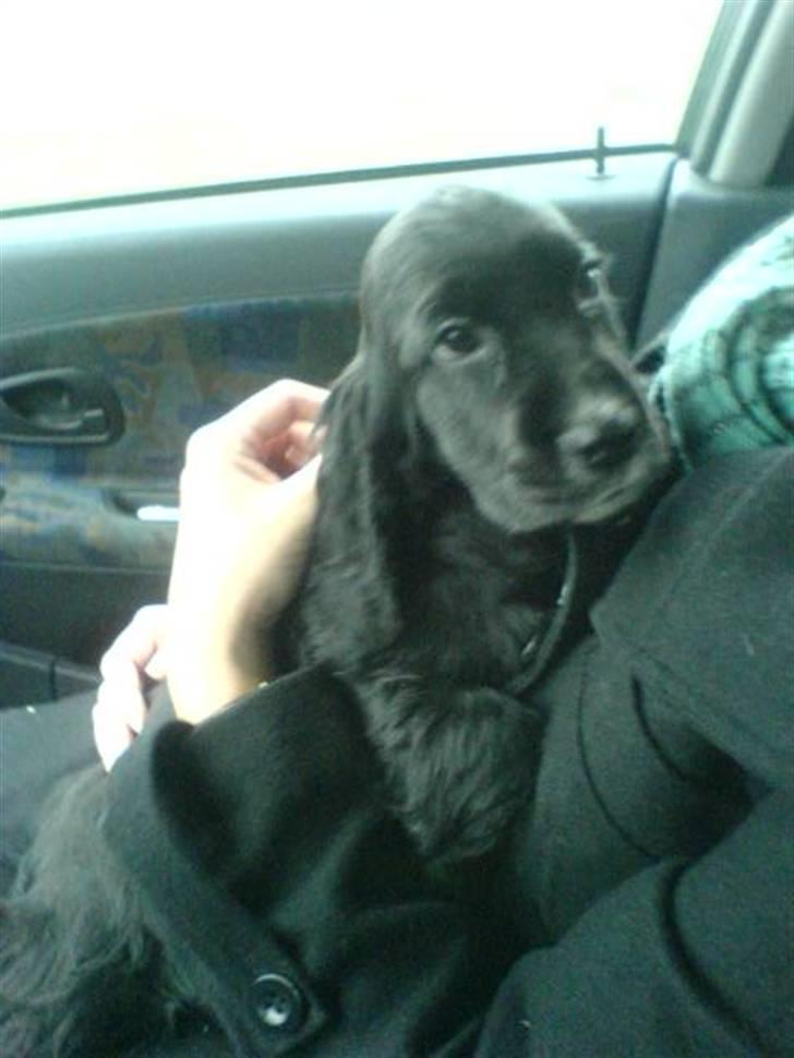 Cocker spaniel zussi - Her har vi lige hentet hende og puha alt det nye der sker billede 6